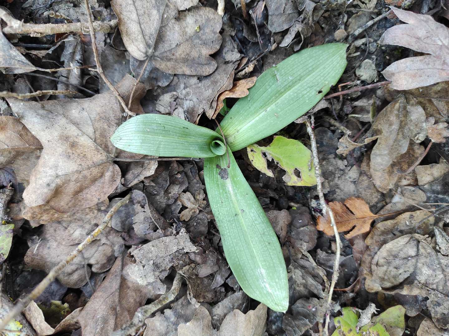 Identificazione rosette basali